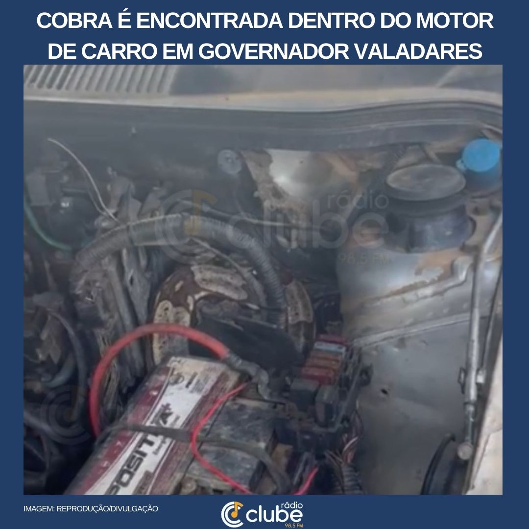 Cobra é encontrada dentro do motor de carro em Governador Valadares
