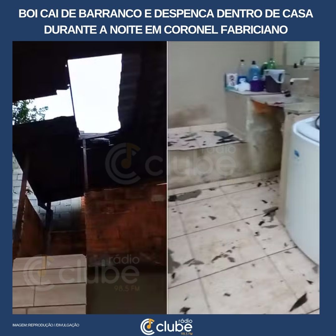 Boi cai de barranco e despenca dentro de casa durante a noite em Coronel Fabriciano