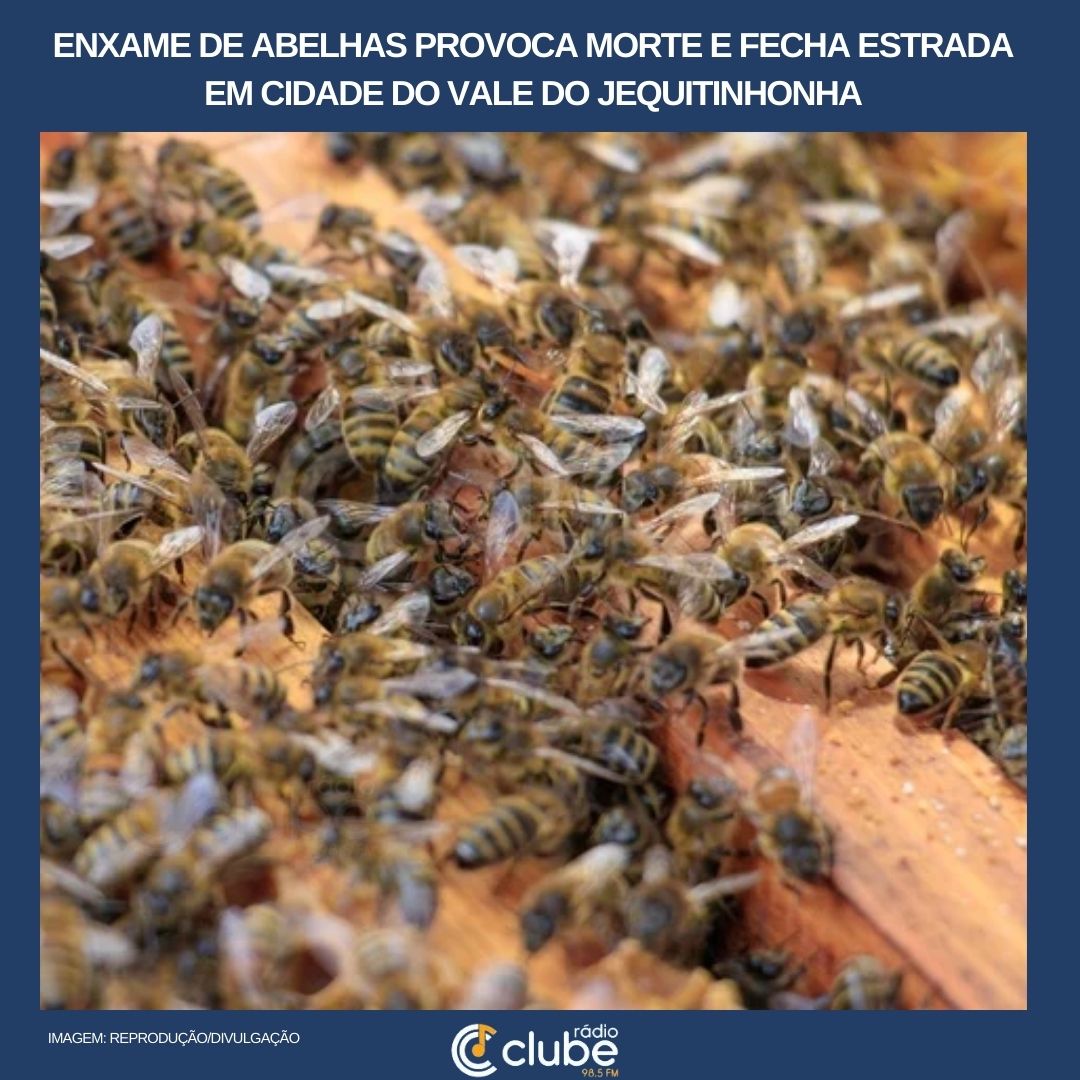 Enxame de abelhas provoca morte e fecha estrada em cidade do Vale do Jequitinhonha