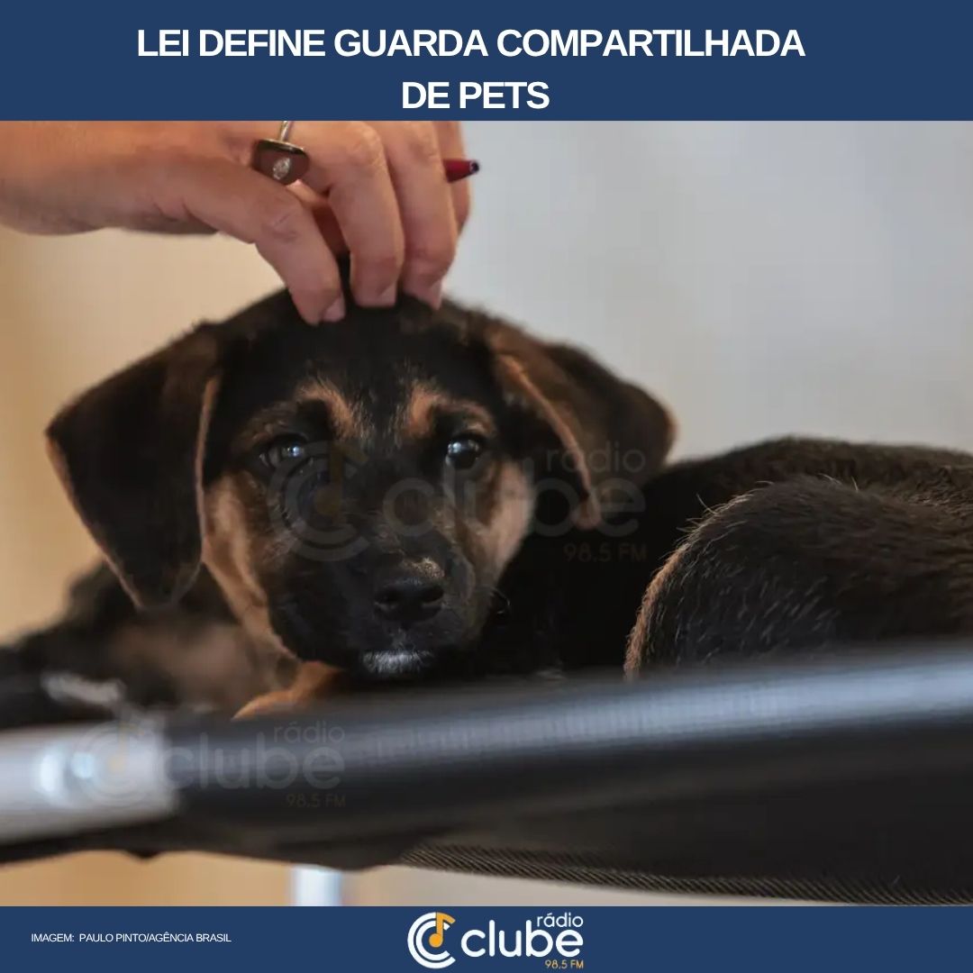 Lei define guarda compartilhada de pets