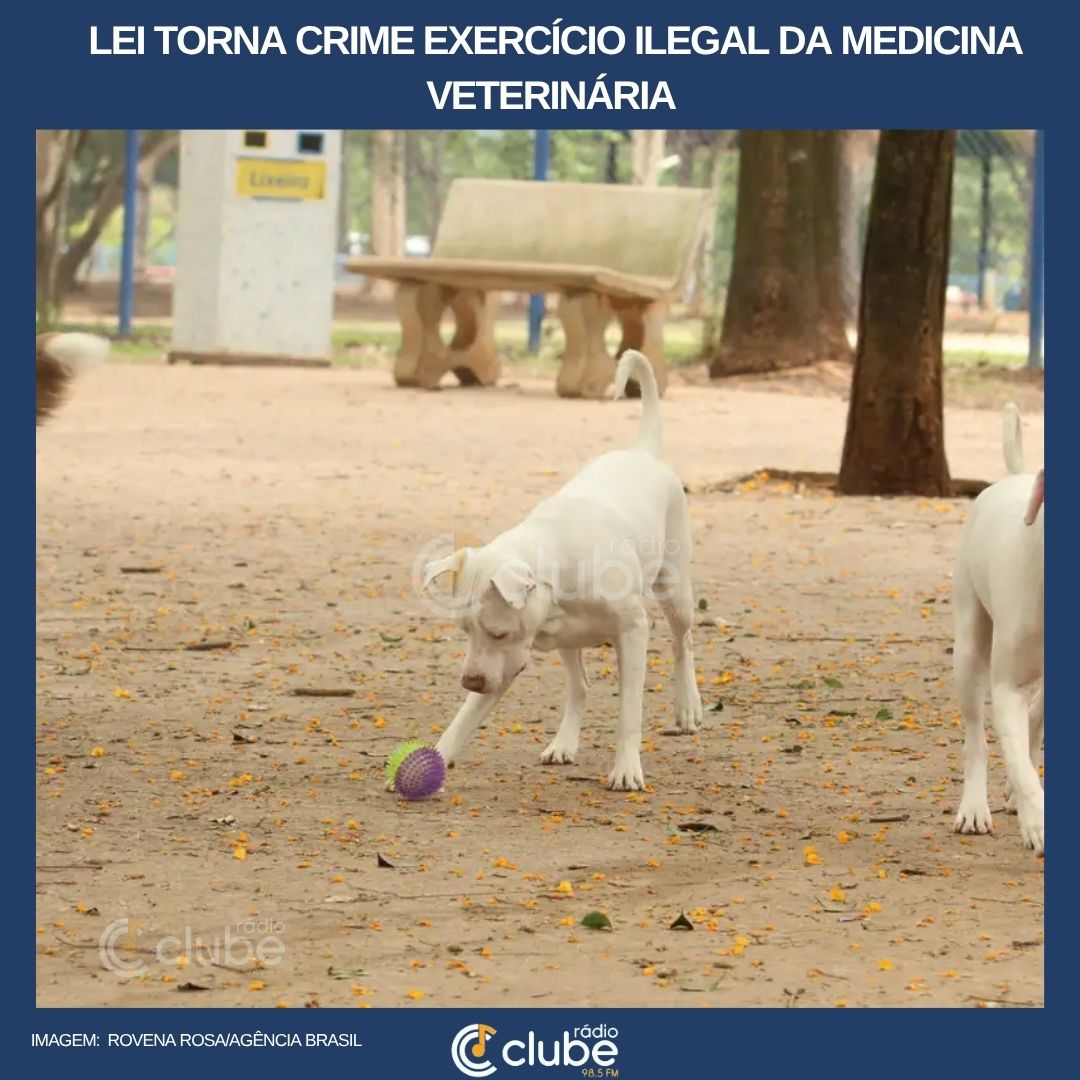 Lei torna crime exercício ilegal da medicina veterinária