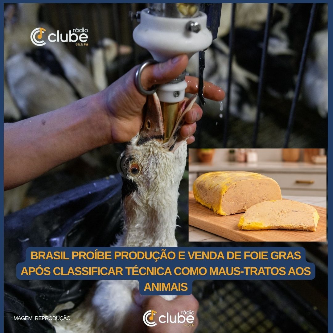 Brasil proíbe produção e venda de foie gras após classificar técnica como maus-tratos aos animais
